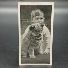 1936 carreras dog for sale  Buffalo