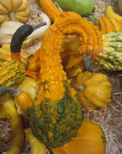 Coloquinte oiseau cou d'occasion Coloquinte oiseau cou d'occasion  Metz-