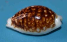 Sea shell coquillages d'occasion  Agde