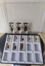 Boîte inclusions insectes d'occasion  Lignières