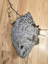 Bald face hornets for sale  Concord