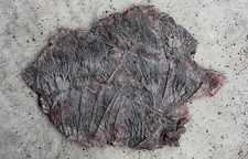 echinoid for sale echinoid for sale WINCHESTER