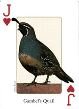 Gambel quail birds for sale  Shipping to Ireland