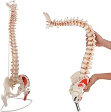 Modello colonna vertebrale usato  Spedire a Italy