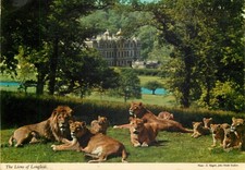 C19462 lions longleat for sale  LONDON