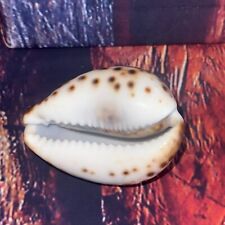Tiger cowrie seashell for sale  Miami