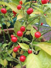 Chilisamen aji charapita gebraucht kaufen  Obernburg a.Main