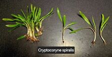 Cryptocoryne spiralis live for sale  COLWYN BAY