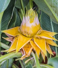 Bananier lotus musella d'occasion Bananier lotus musella d'occasion  Carnières