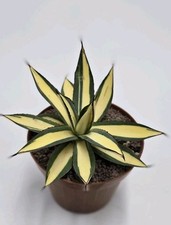 Agave romanii mediopicta usato  Roma