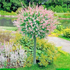 Salix integra flamingo for sale  NORTHWICH