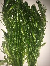 Strands elodea densa for sale  UK