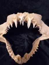 Mako shark jaws for sale  High Point