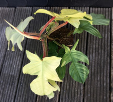 Schöne große philodendron gebraucht kaufen  Wuppertal