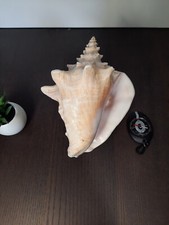 Coquillage lambi grande d'occasion  La Chapelle-sur-Erdre