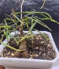 Rare livesucculent plant for sale  Shipping to United Kingdom