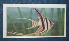 Angel fish cichlid for sale  DERBY