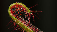 Drosera capensis semi usato  Italia