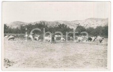 1920 sardegna area usato  Milano