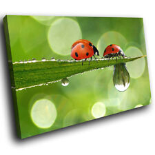 A306 ladybug ladybird for sale  STRABANE