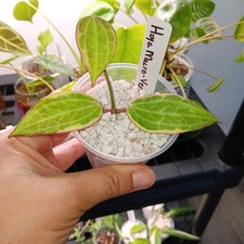 Hoya macrophylla verigated for sale  Hinesville