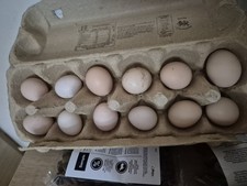 Pekin bantam eggs for sale  BRISTOL
