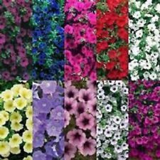 Trailing petunia surfinia for sale  BELLSHILL
