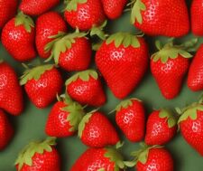 Erdbeeren erdbeerpflanzen anba gebraucht kaufen  Guben