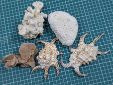 Vintage shell mineral for sale  HEREFORD