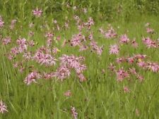 British wild flower for sale  WREXHAM