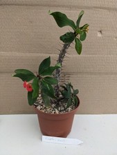 Euphorbia rossii hybr gebraucht kaufen  Stuttgart