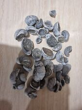 Devils toenails fossils for sale  STOKE-ON-TRENT