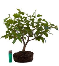 Bonsai baum utdoor gebraucht kaufen  Wolfach