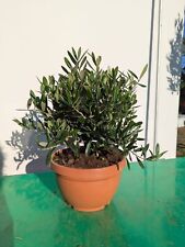 Lea europaea 55cm gebraucht kaufen  Nordkirchen