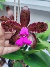 Rare cattleya leopoldii for sale  HALSTEAD
