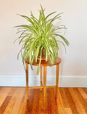 Mesa lateral dobrável vintage redonda 1960/70 suporte para plantas decoração interior pinho dobrável comprar usado  Enviando para Brazil