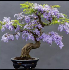 Blue jacaranda bonsai for sale  BATLEY