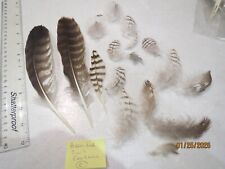 craft feathers for sale  HEATHFIELD