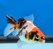 Imported thailand aaa for sale  Lafayette