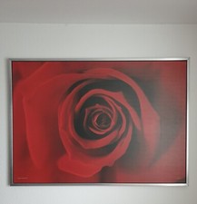 Rote rose blume gebraucht kaufen  Stuttgart