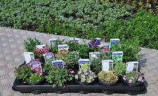 Different alpine rockery for sale  SPALDING