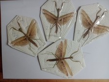 Praying mantis .sp.. for sale  HAYLE