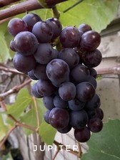 Jupiter seedless grape for sale  San Diego
