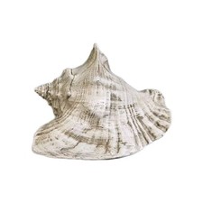Large queen conch for sale  Searcy