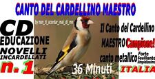 Canto del cardellino usato  Mola di Bari