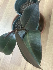 15cm rubber plant for sale  LISKEARD