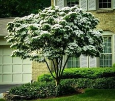 Kousa dogwood tree for sale  Russell