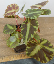 Begonia cleopatrae plant for sale  Lexington