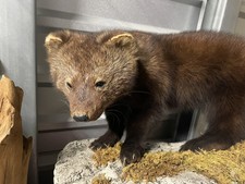 Fisher cat life for sale  Port Jefferson Station