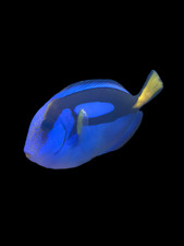 Live blue hippo for sale  Haslet